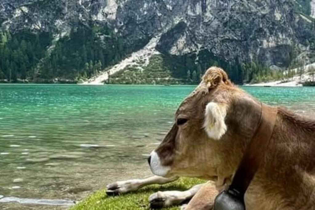 Relax Al Lago Di Braies Брайес Екстериор снимка